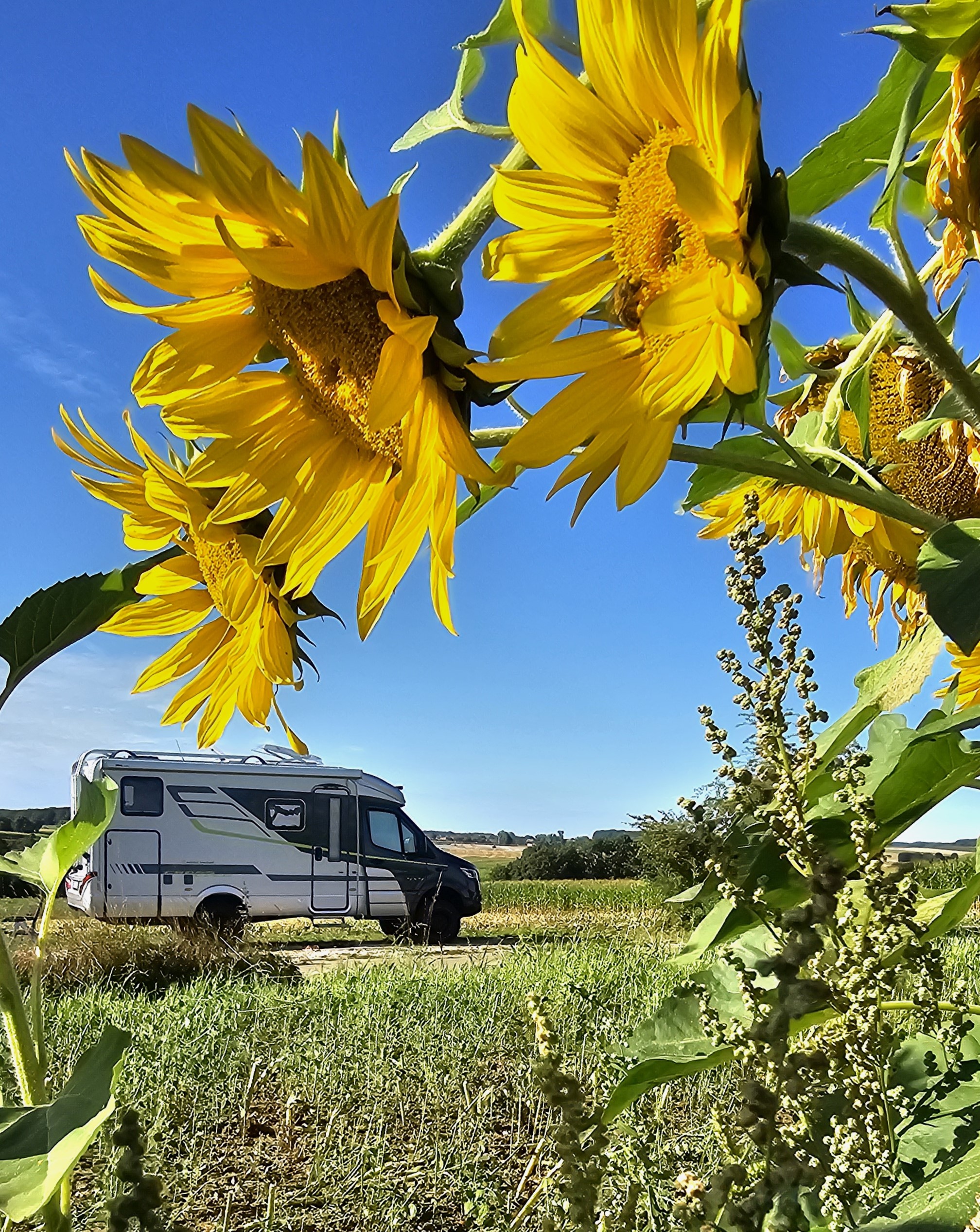 Wohnmobil auf einem idyllischen Bauernhof-Stellplatz von Landvergnügen