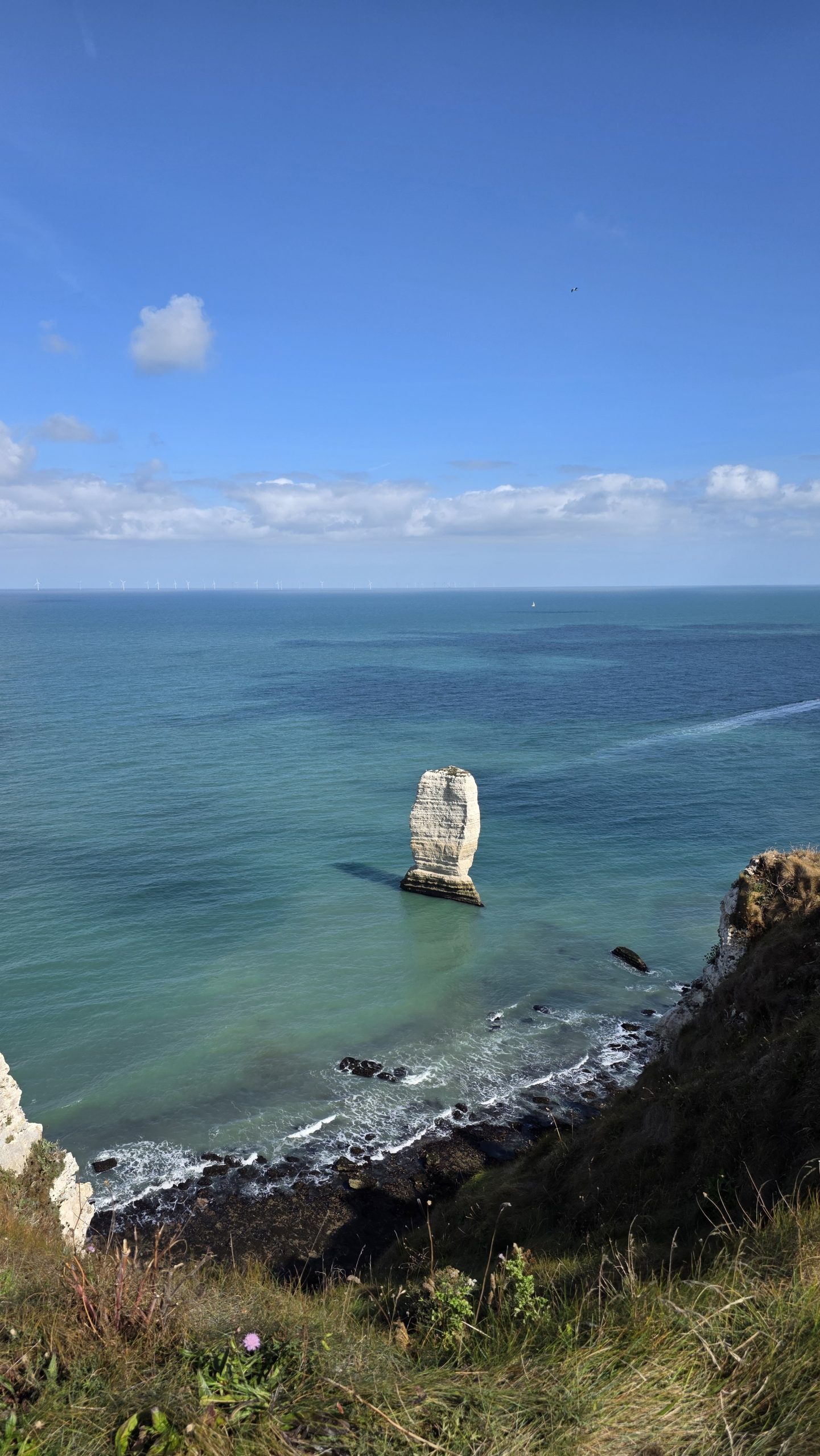 Möwe bei Étretat