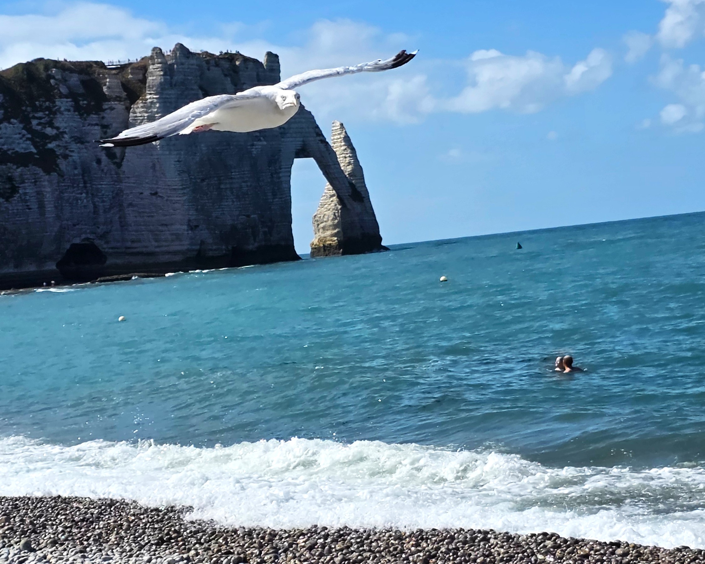 Möwe an der Küste von Étretat