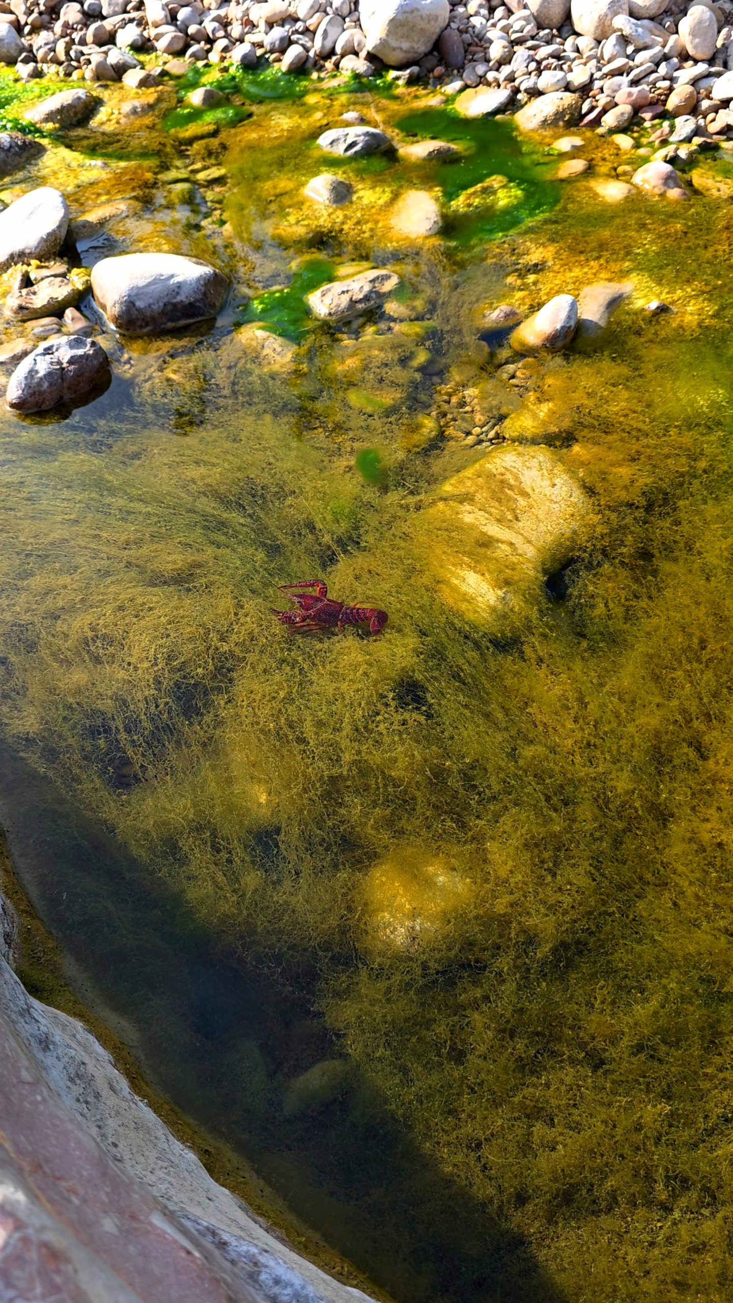 Fische im Wasser des Río Bergantes