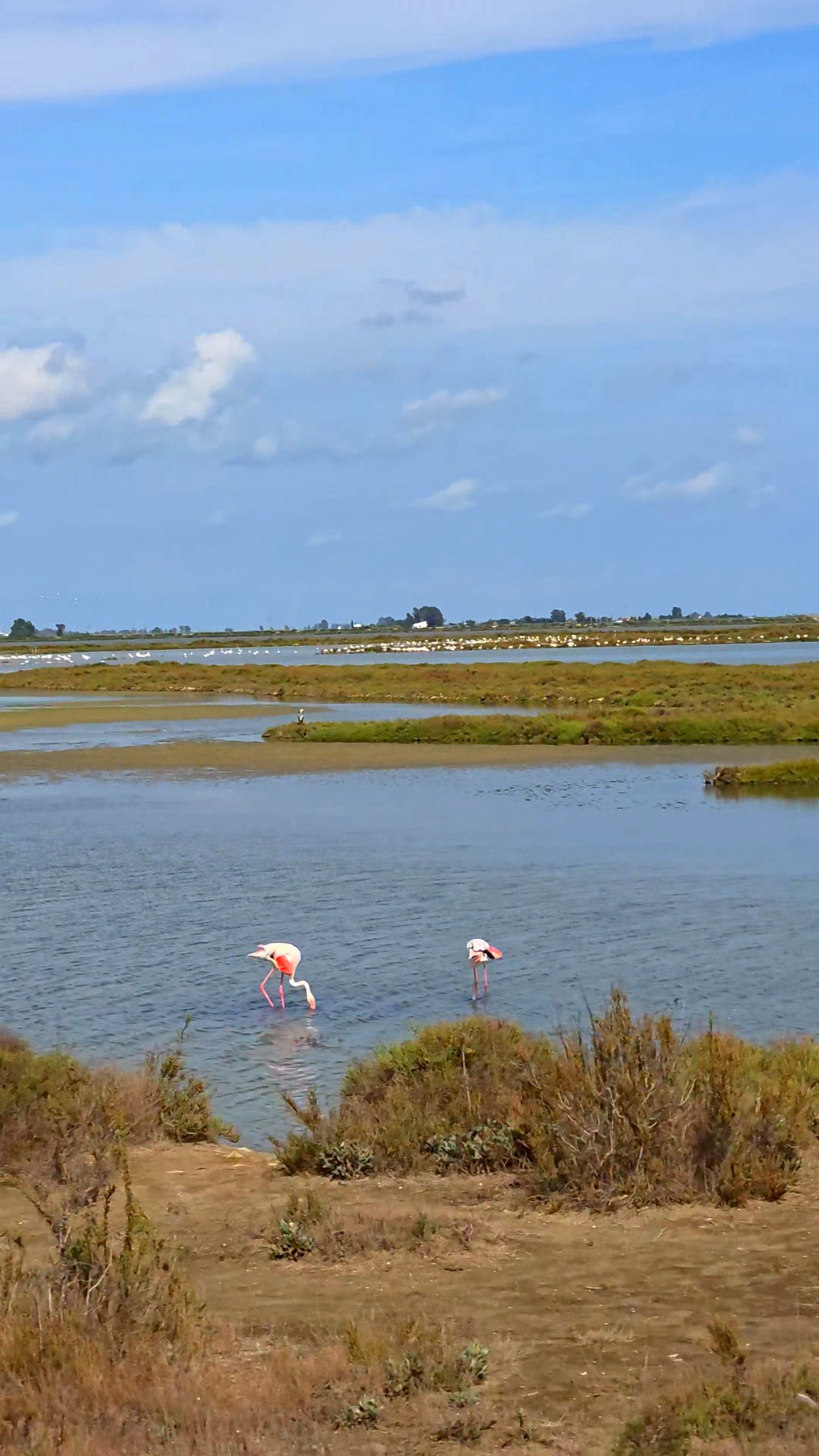 Flamingos im Ebro-Delta