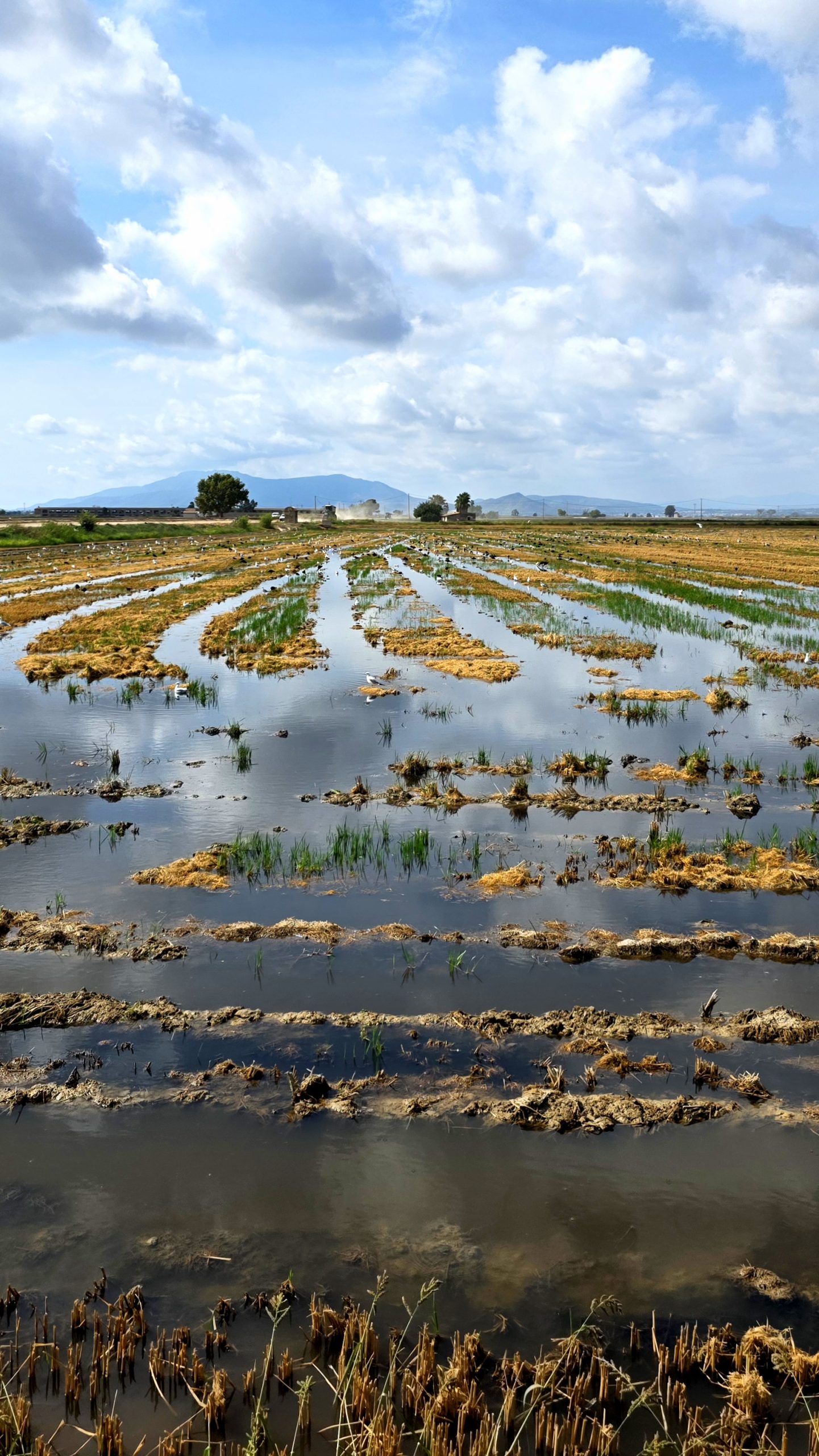 Reisfelder und Feuchtgebiete im Ebrodelta in Spanien